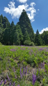 Meadow at Mt. Palomar Park